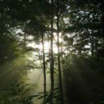 Summer morning fog in our front yard